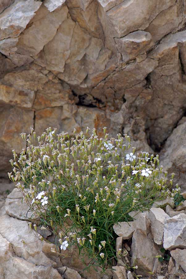 Silene pusilla / Silene piccola